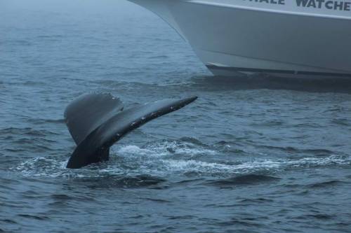 Guys I went whale watching for the first time and it was amazing! We saw a group of 5 humpback whale