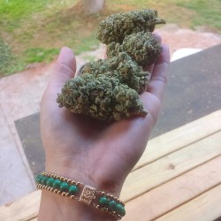 nicocochanel:  A hand full of Pink Kush 