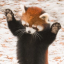 redpandaluvre