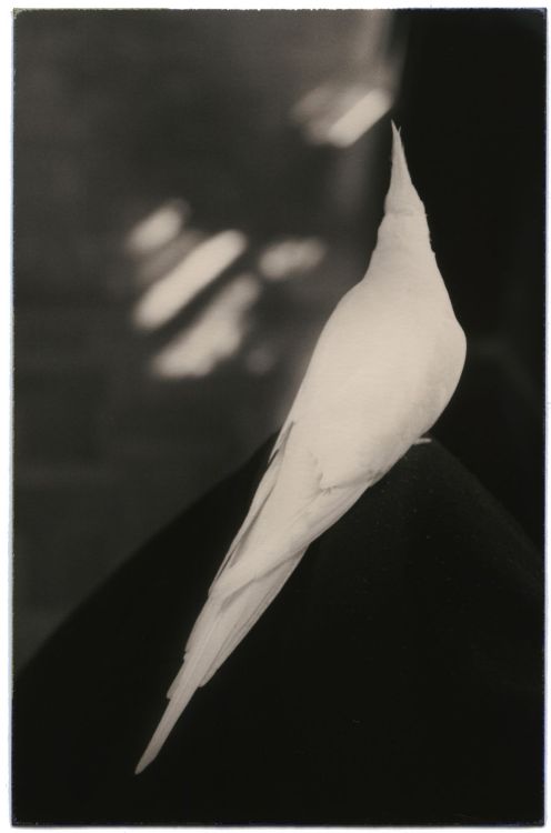 Masao Yamamoto aka 山本昌男 aka Yamamoto Masao (Japanese, b. 1957, Gamagori City, Aichi Prefecture, Japa