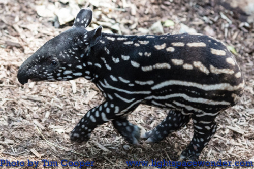 babytapirphotos:February 6: 31 days oldIf you enjoy my baby tapir photos, you should know that for e