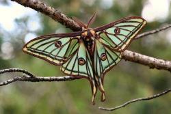 Flights of fantasy (Luna moth, found in the