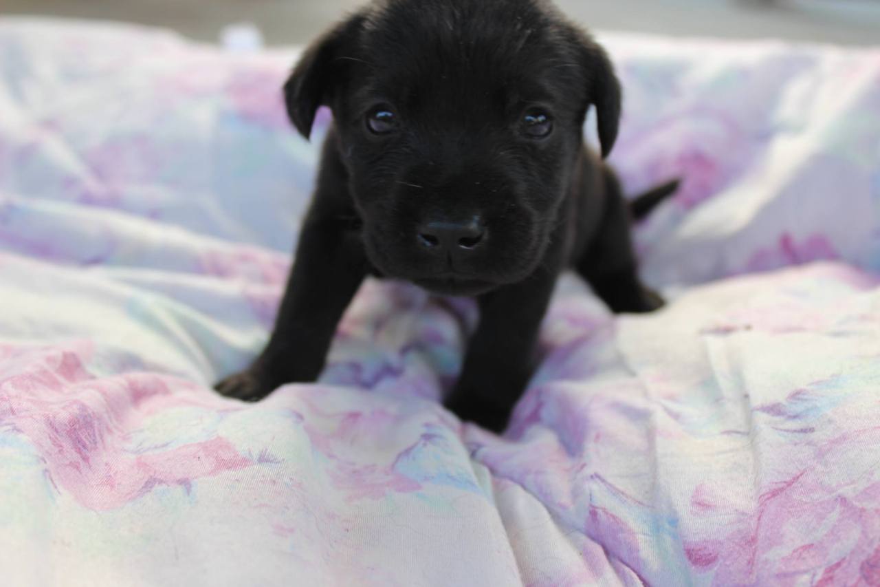 dogsandpupsdaily