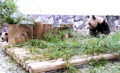 pandasgifs:   baby panda run, catch me mom! (x) 