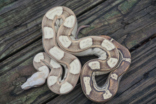 crispysnakes:Bermuda Rose - Pink Panther VPI T+ motley (Boa imperator)