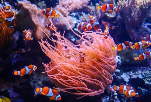 montereybayaquarium:  A friendly Wednesday reminder from our anemonefish fam to just keep swimming!Gorgeous 📷by visitor Juliana!