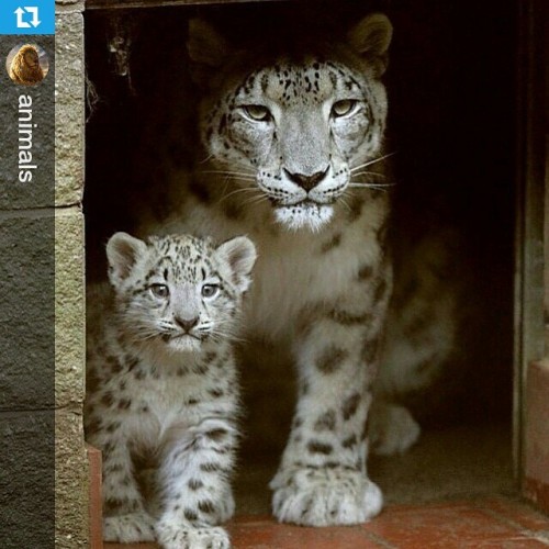 Snow leopard with her baby, I always wonder why we can’t live with them in the same planet