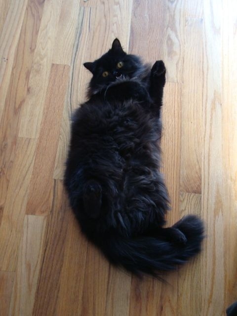 pussykatzen:  This is Princess Monster Truck. I happen to think she is one cute kitty.