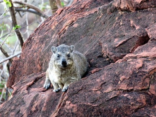 The Rock Hyrax, Also Called Dassie, Cape Hyrax, Rock Rabbit, And (in The King James Bible) Coney, Is