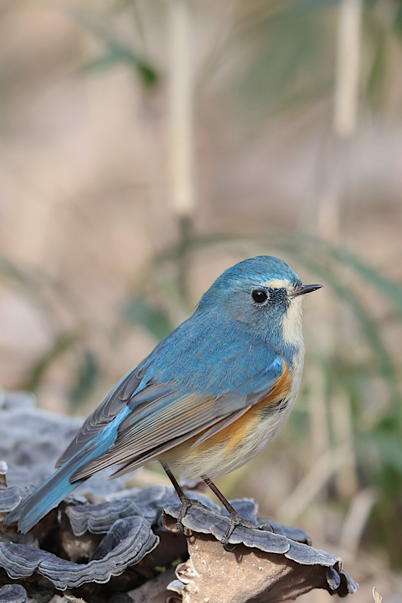 Red-flanked Bluetail - Tarsiger cyanurus - Birds of the World