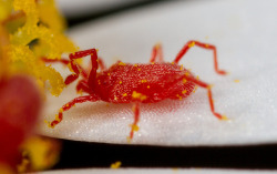 You are (covered in) what you eat. by Stephen Begin on Flickr.This is one of those tiny red specks you sometimes see running around on plants or on cement outside. They are a kind of mite, but so far as I know they are vegetarians so they only think you