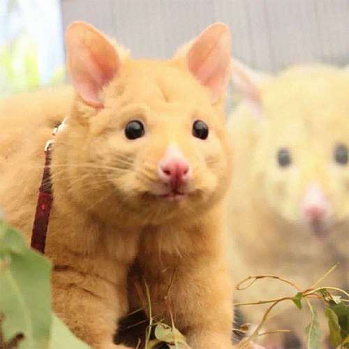 awesome-picz:adoraAustralian Veterinary Clinic Rescues A Rare Golden Possum, People Say They Just Ca