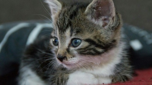 bahrt-skafte:My sweet little kitten Duchess