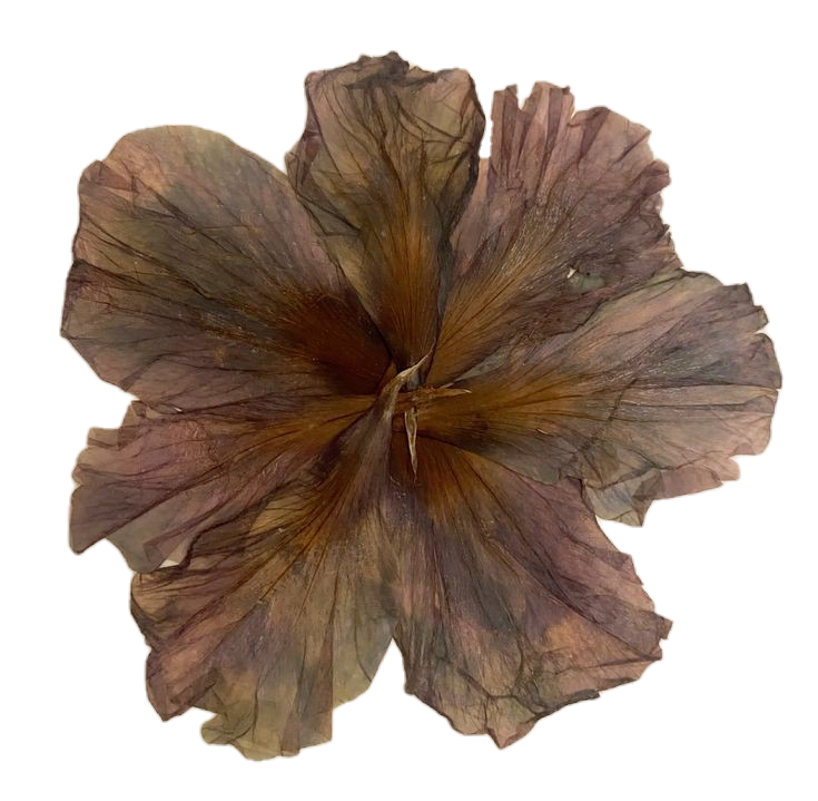 brown flower