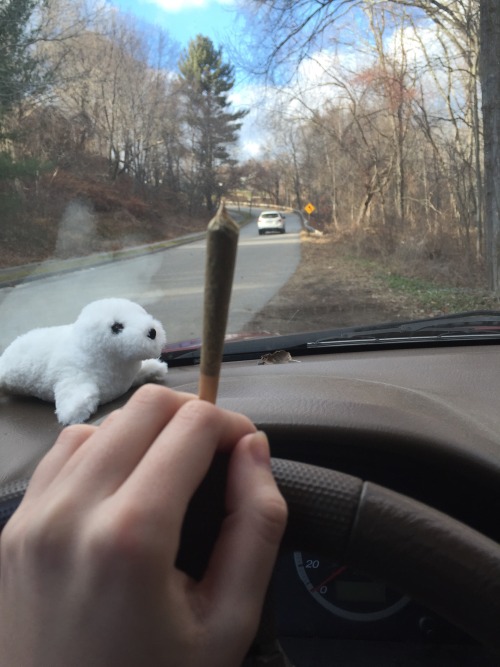 shay-gnar:  joint ft. seal of approval 