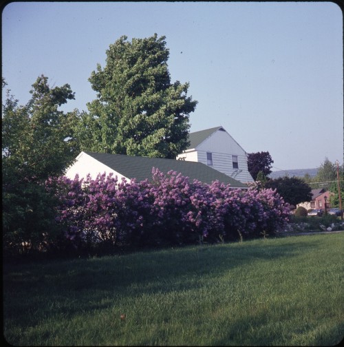 twoseparatecoursesmeet - Lilacs, 1960sRobert Amstutz