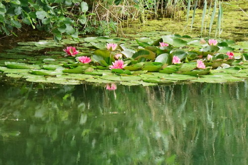Water Lilies - Hirschau