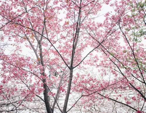 lifeinkyoto: Hanami at Hirano Jinja People’s opinions may differ, but to me, the cherry blosso