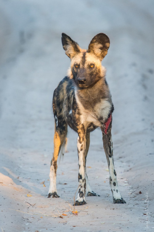 funkysafari:“African Wild Dog aka Painted Dog. Endangered species with only around 6,600 individual 