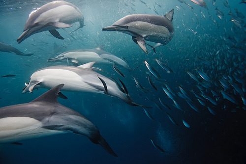 100leaguesunderthesea:  Common Dolphins finishing off a bait ball by Paul Cowell on Flickr. 
