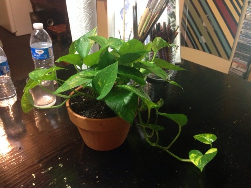 I finally planted these guys and put them into proper pots it was really nice,, the dirt was moist a