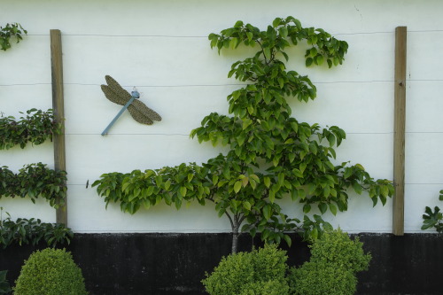 biodiverseed:Espalier Trees, on the BarnOver the years, our relatives over in Jylland have establish