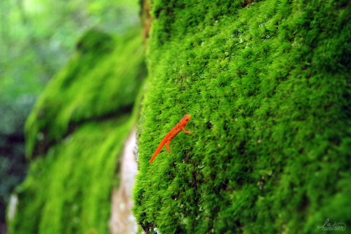 gothic-slug: frolicingintheforest: One of TWELVE Red Spotted Newts (Notophthalmus viridescens), I sa