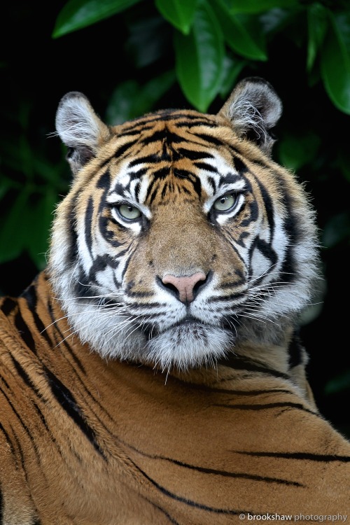 brookshawphotography:The stunning female Sumatran Tiger named Kirana at Chester Zoo…