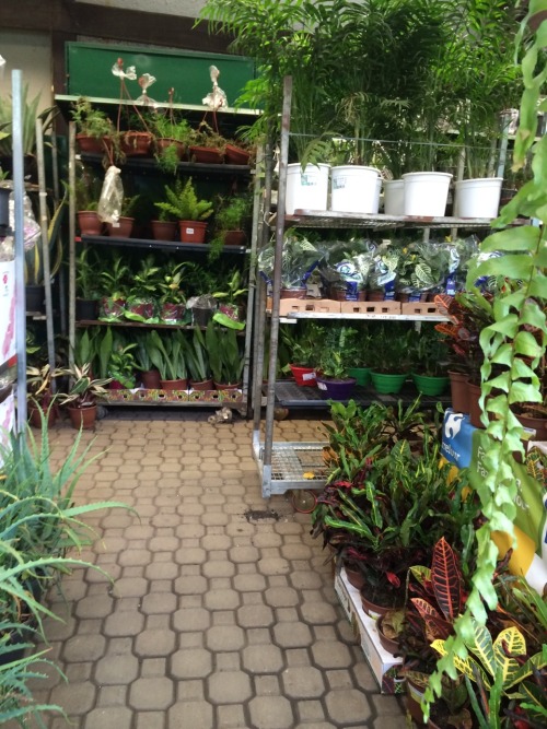 fakkuoff:Gardening store aesthetics