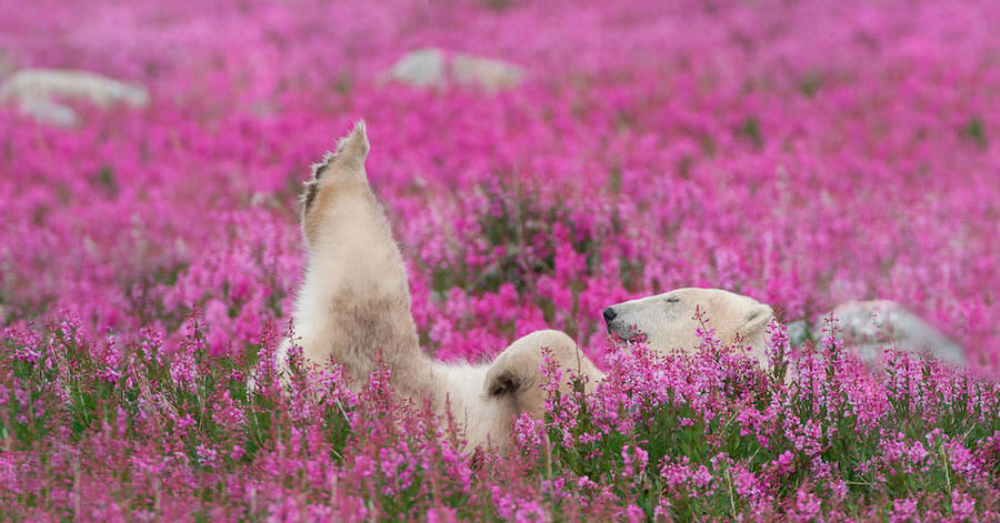 landscape-photo-graphy:  Adorable Polar Bear Plays in Flower Fields Canadian photographer