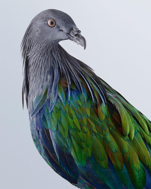 archiemcphee:Photographer Leila Jeffreys doesn’t just take stunning photographs of beautiful birds, 