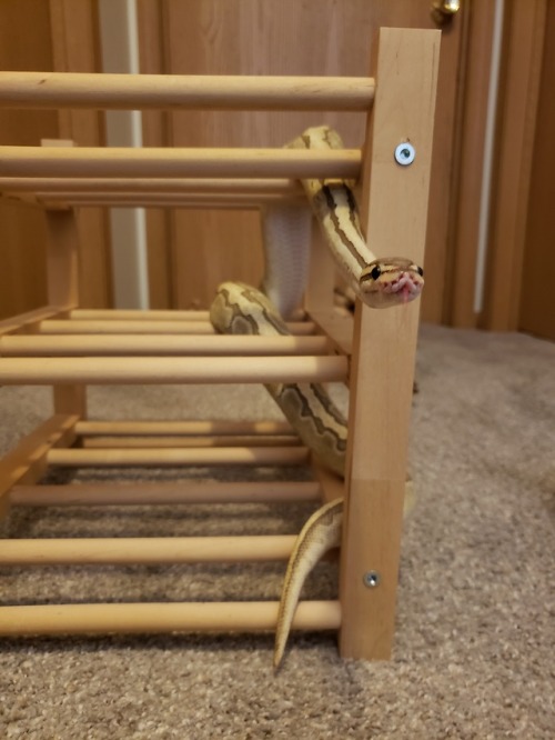 snabiesnbabies:I climb