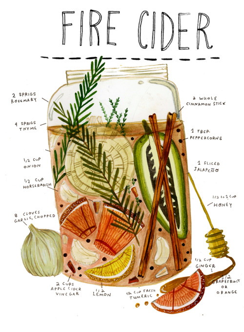 madisonsaferillustration:Fire Cider is an increasingly poplar herbal folk remedy that is a pleasant 