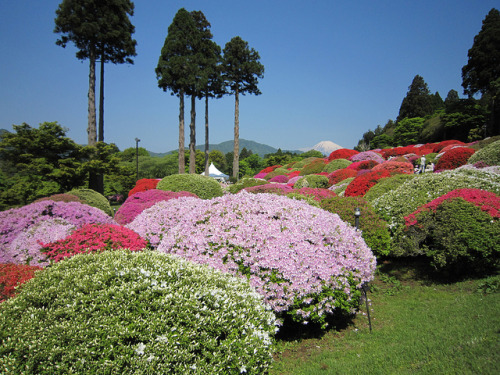 boyx:  Azalea Garden and Mount Fuji  instagram: pres.caro