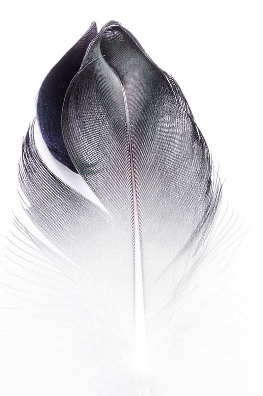 roamingcuriosity:  Plume № 3 Photography by Rocco Vincent Instagram: roccovincent