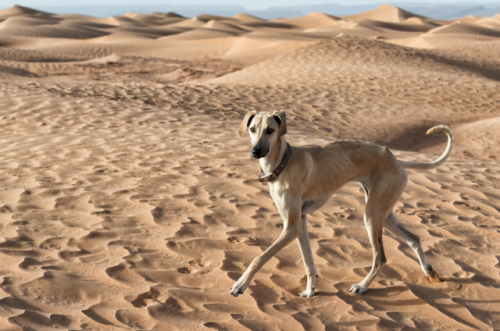 livestockguardiangod:A Sloughi (Arabian greyhound) in the desert of Morocco. Photographed by Rosa Fr