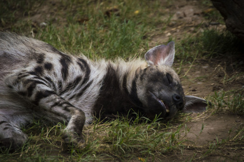 crooked-doe:sleepy hyena