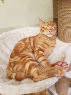 0100010101001000:Snzzzzzz