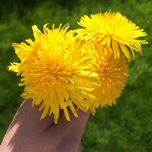 Wild bouquet of sunshine from my son #kids #love #nofilter