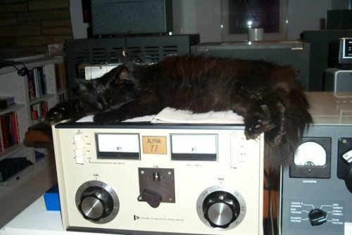 catfood:cat living in a radio station