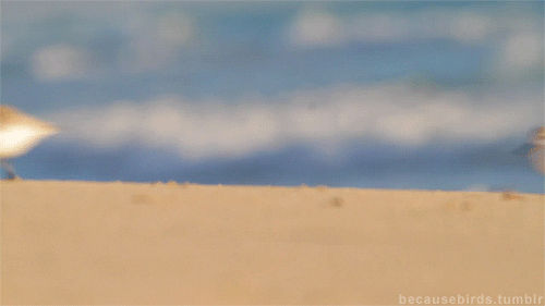 ursulavernon:  becausebirds:  Fluffy, running Sanderlings! source video  Sanderlings are the best. 