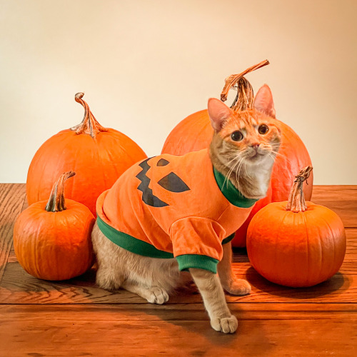 Happy Halloween from our little pumpkin, Perseus ν!