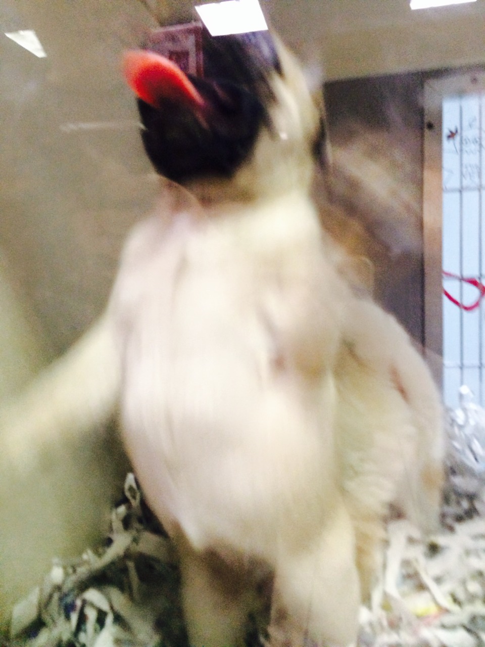 rats-oncrackattack:  I found a baby pug at the pet store, she was everything I imagined