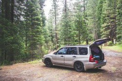 igneusphotography:  ​foresting in the forester