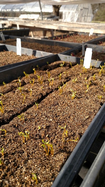 misadventured-piteous-overthrows: Seedlings galore!