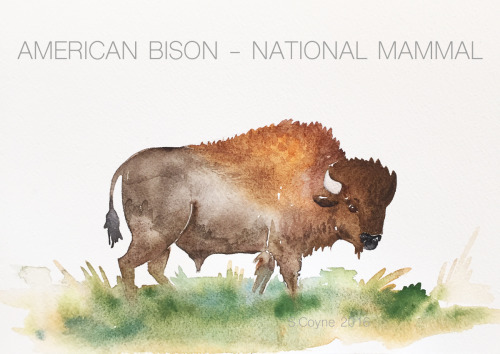 postfortheparks:Recently the American Bison was designated as the United States’ National Mammal. Si