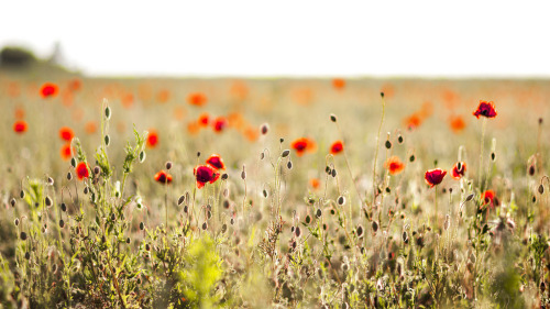 poppy field | swedenchristopher wolner-hanssen