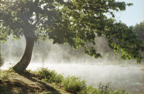 lemographie:Morning Mist | Laura Marshall