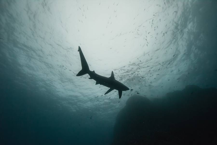 nevver:  Swimming with Sharks, Alex Voyer and  Alex Roubaud 