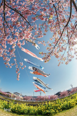 ileftmyheartintokyo:  Sony a7 | DSC07916 田原市 菜の花まつりの鯉のぼり(Cherry Blossom in Tahara Japan) by tea81p on Flickr.